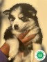 pomsky-small-4