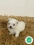 calidad-bichon-maltes-small-1