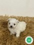 calidad-bichon-maltes-small-2