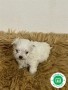 calidad-bichon-maltes-small-0