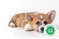 corgi-pembroke-small-0