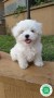 bichon-maltes-small-0