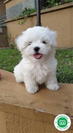 bichon-maltes-big-0