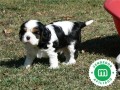 cavalier-king-charles-small-0