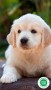 golden-retriever-small-0