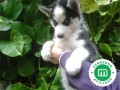 husky-siberiano-small-0