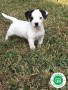 jack-russell-small-0
