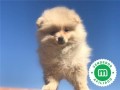 pomerania-toy-small-0