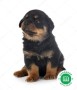 rottweiler-small-0