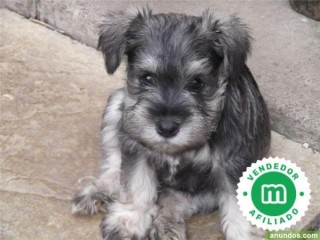 SCHNAUZER MINI