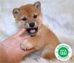 shiba-inu-small-0