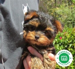 YORKSHIRE TERRIER 