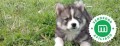 pomsky-small-0