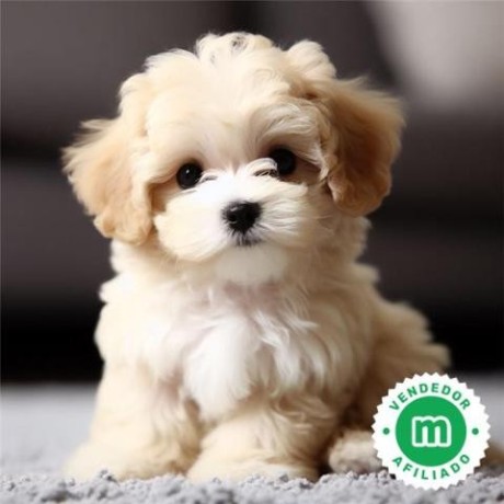 maltipoo-big-0