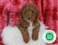 labradoodle-small-0