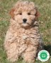 goldendoodle-small-0