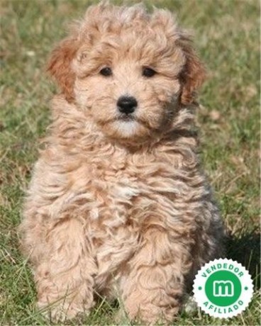 goldendoodle-big-0