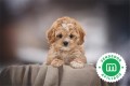 cavapoo-small-0