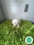 bichon-maltes-mini-small-0