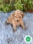 caniches-puppy-enanos-small-0