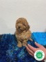 caniches-poodle-small-0