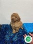 caniches-poodle-small-1