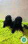 caniches-poodle-small-3