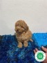 caniches-poodle-small-2