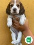 beagle-small-2