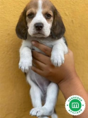 beagle-big-2