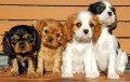 regalo-cachorritos-de-cavalier-king-charles-spaniel-en-adopcion-small-0