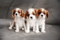 regalo-cachorritos-de-cavalier-king-charles-spaniel-en-adopcion-small-0