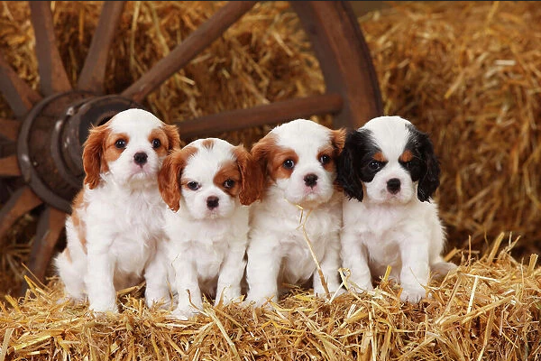 regalo-cachorritos-de-cavalier-king-charles-spaniel-en-adopcion-big-0