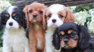 Regalo CACHORRITOS DE Cavalier King Charles Spaniel en adopcion