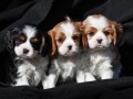 regalo-cachorritos-de-cavalier-king-charles-spaniel-en-adopcion-small-0