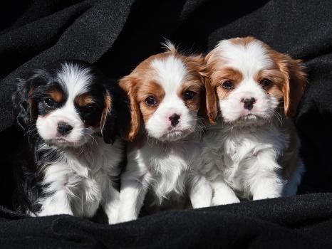 regalo-cachorritos-de-cavalier-king-charles-spaniel-en-adopcion-big-0