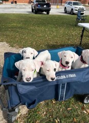 ADOPCION CACHORROS DOGO ARGENTINE, MACHOS Y HEMBRAS DISPONIBLE, CONTACTA AHORA PARA MAS (WHATSAPP:+34659071793)