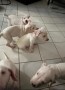adopcion-cachorros-dogo-argentine-machos-y-hembras-disponible-contacta-ahora-para-mas-whatsapp34659071793-small-0