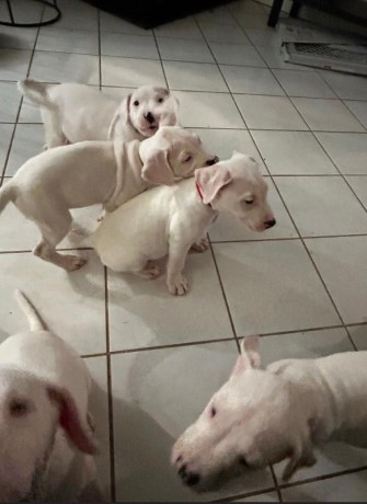 adopcion-cachorros-dogo-argentine-machos-y-hembras-disponible-contacta-ahora-para-mas-whatsapp34659071793-big-0