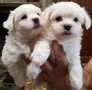 adopcion-cachorros-bichon-maltes-machos-y-hembras-disponible-contacta-ahora-para-mas-whatsapp34659071793-small-0