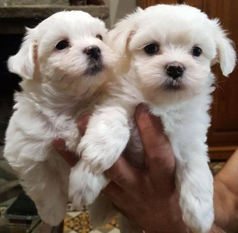 adopcion-cachorros-bichon-maltes-machos-y-hembras-disponible-contacta-ahora-para-mas-whatsapp34659071793-big-0