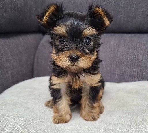 regalo-cachorros-toy-de-yorkshire-terrier-para-adopcion-big-0