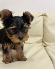 Regalo Cachorros toy, de yorkshire terrier para adopcion
