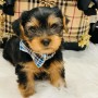 regalo-cachorros-toy-de-yorkshire-terrier-para-adopcion-small-0