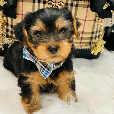 regalo-cachorros-toy-de-yorkshire-terrier-para-adopcion-big-0