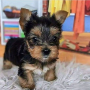 regalo-cachorros-toy-de-yorkshire-terrier-para-adopcion-small-0