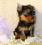 regalo-cachorros-toy-de-yorkshire-terrier-para-adopcion-small-0