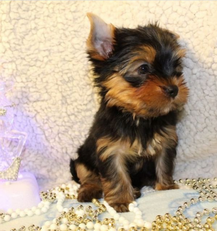 regalo-cachorros-toy-de-yorkshire-terrier-para-adopcion-big-0