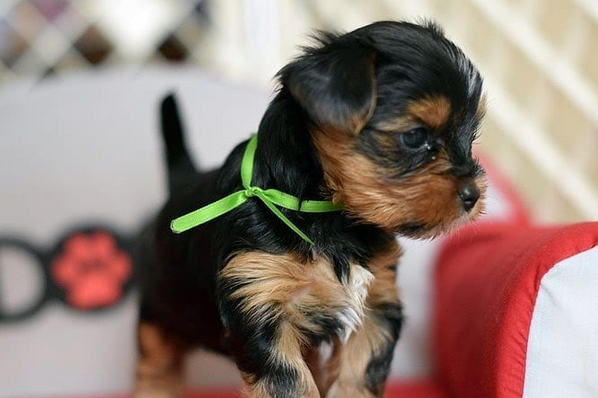 regalo-cachorros-toy-de-yorkshire-terrier-para-adopcion-big-0