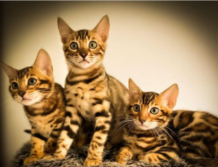 Regalo gatitos de bengali macho y hembra listo para adopcion